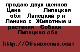 продаю двух щенков › Цена ­ 4 000 - Липецкая обл., Липецкий р-н, Ленино с. Животные и растения » Собаки   . Липецкая обл.